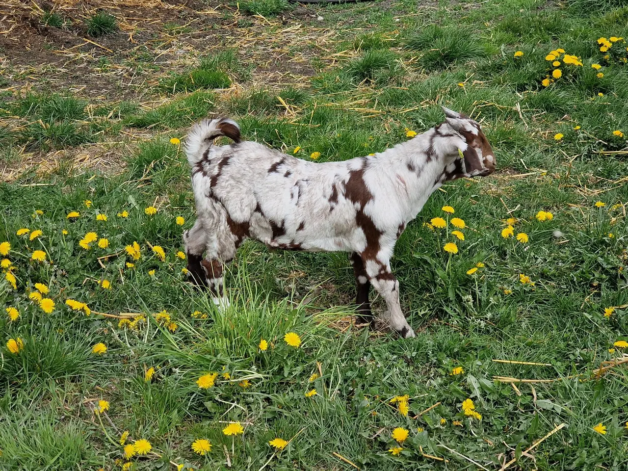 Billede 2 - Boergeder med pletter