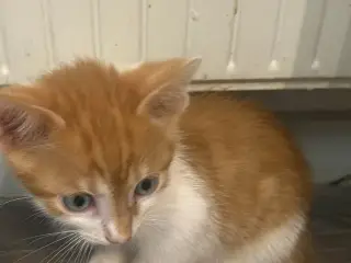 Gratis kat