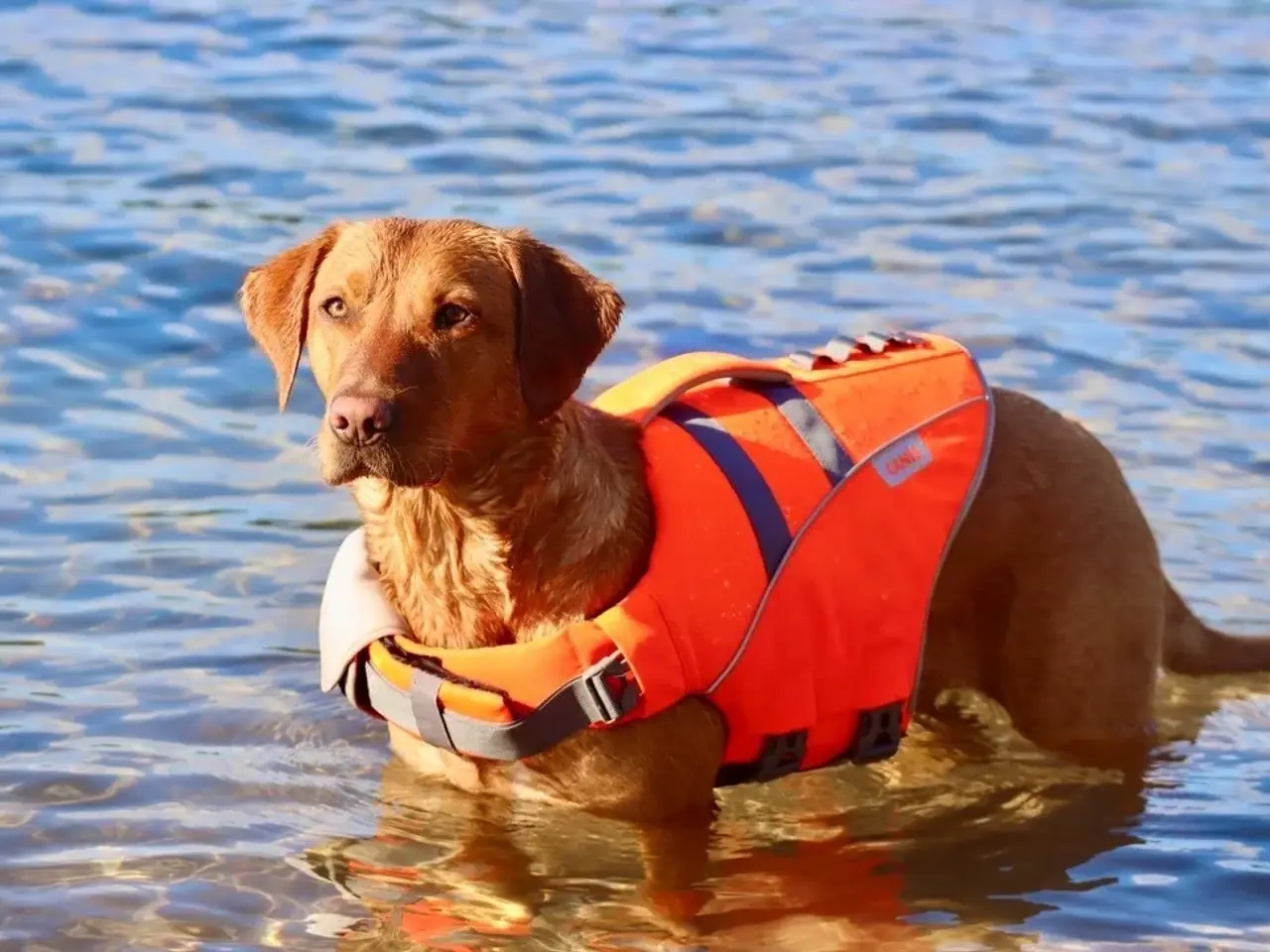 Billede 7 - Active Canis redningsvest til hund – str. XL (aldr