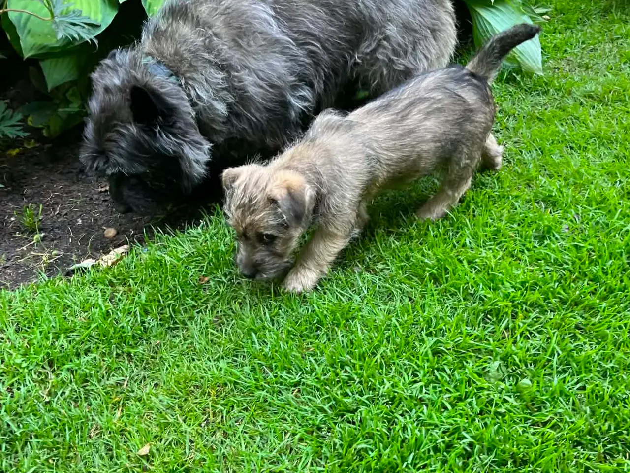 Billede 4 - 🐾 Carin Terrier hvalpe søger deres kommende fam.