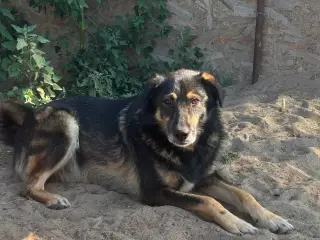 Lækkermåsen Benja søger familie 🥰