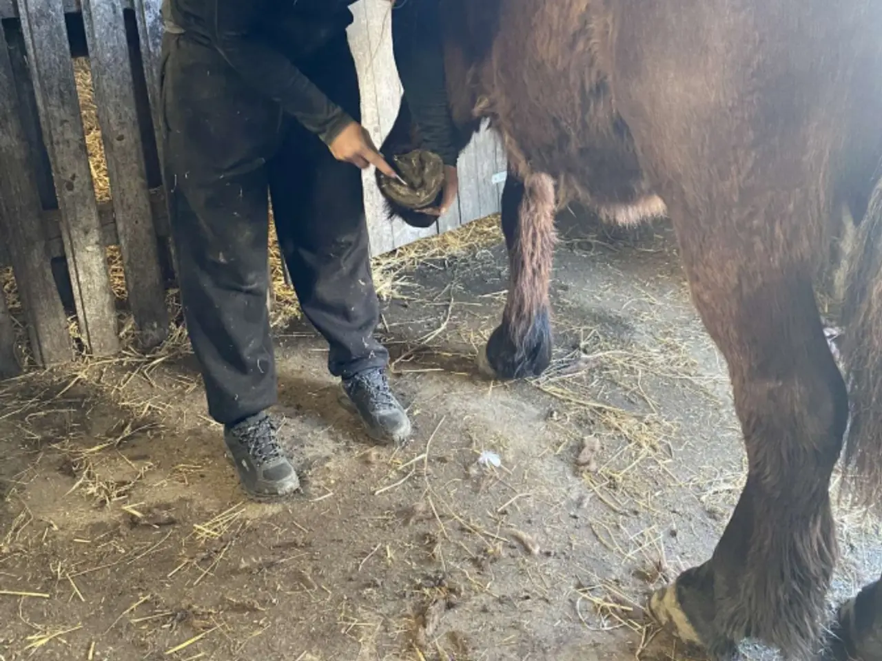 Billede 7 - 2årig Jyskhest hingst sælges