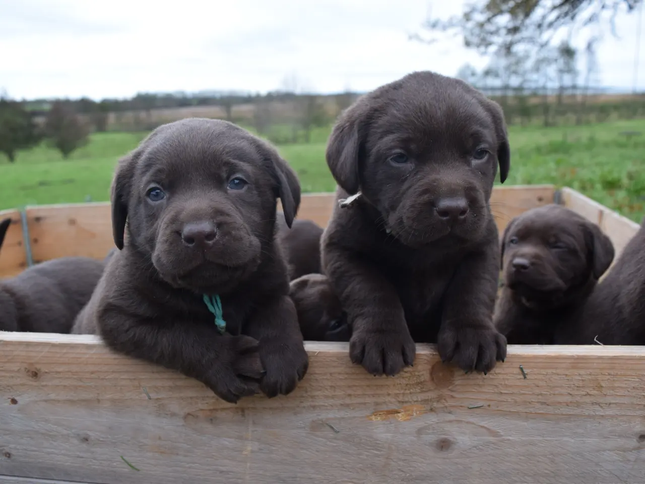 Billede 7 - Brune Labrador-hvalpe med DKK-stamtavle 🐶
