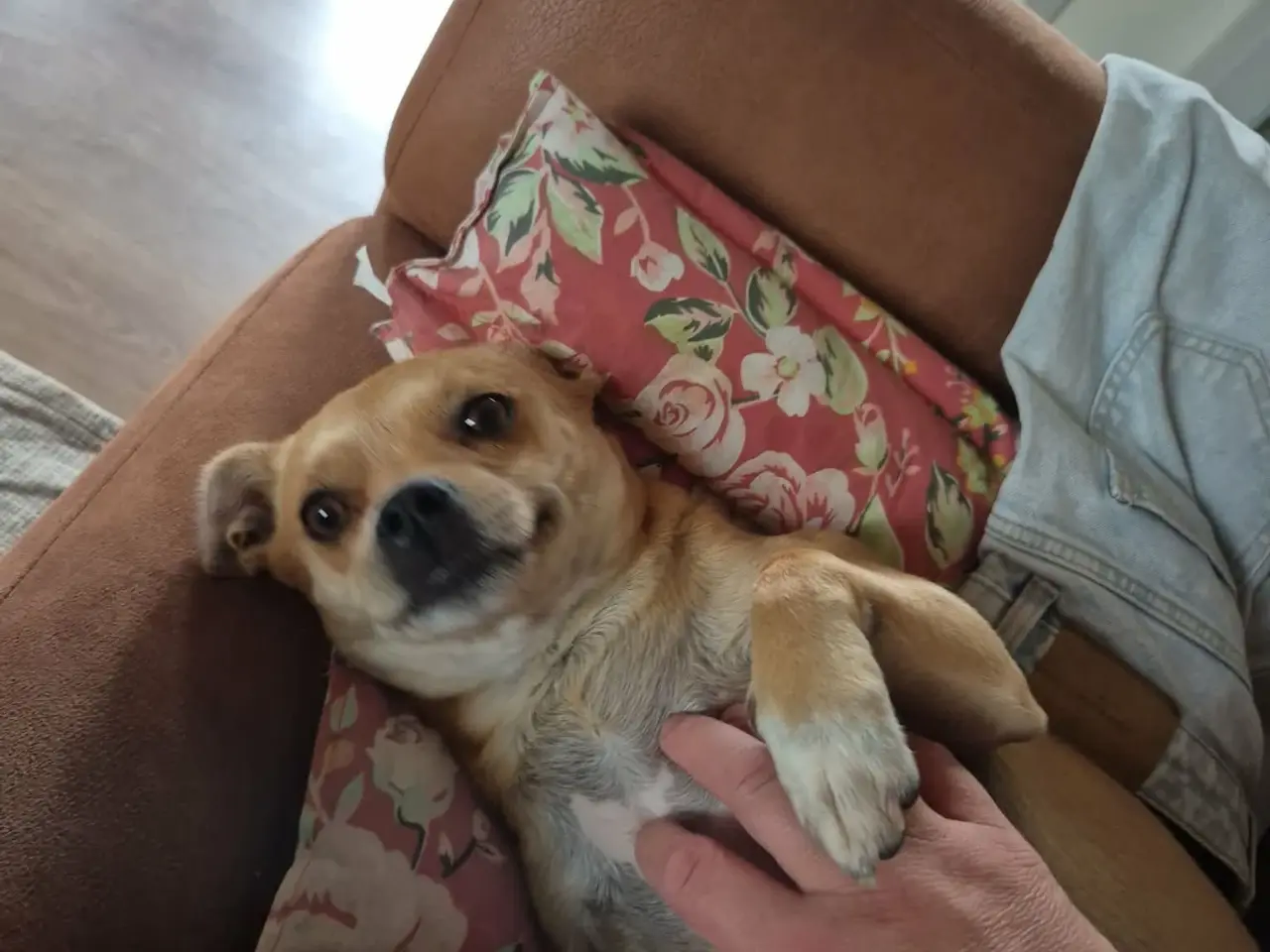 Billede 8 - Skønne Hulk søger ny familie 🐶