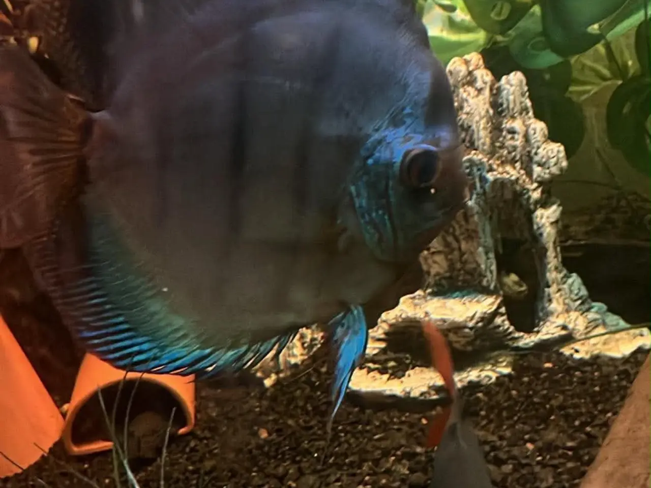 Billede 1 - Discus 
