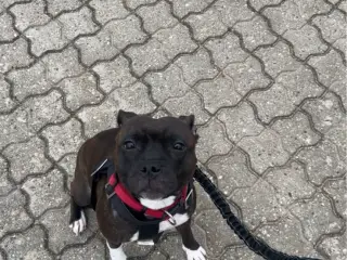Staffordshire Bull terrier 