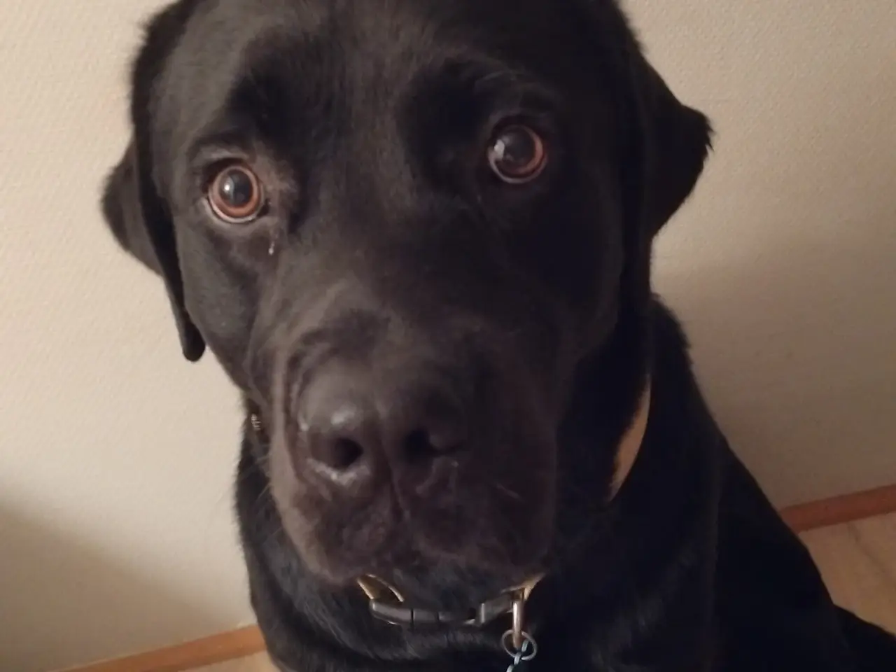 Billede 2 - Fantastisk hanhund