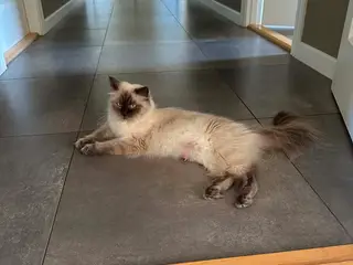 Ragdoll killinger