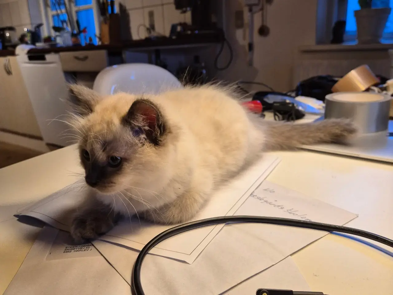 Billede 5 - Ragdoll uden stamtavle