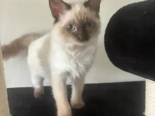 Ragdoll Hun