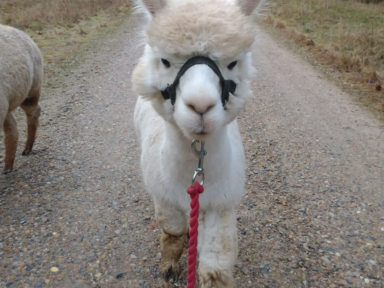 Billede 1 - Alpaca, 2 stk. 4.000 - 6.000