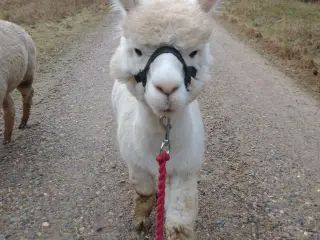 Alpaca, 2 stk. 4.000 - 6.000