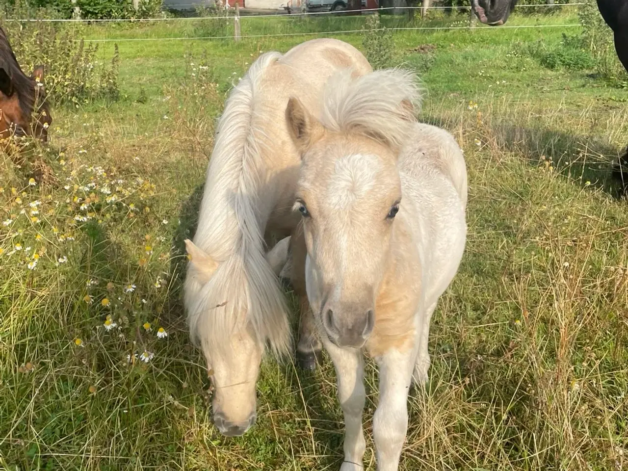Billede 4 - Palomino hoppe og hingsteføl