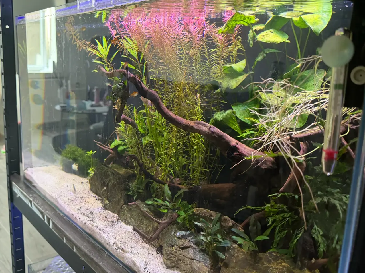 Billede 3 - Aquael Opti Tank 80 - 112L