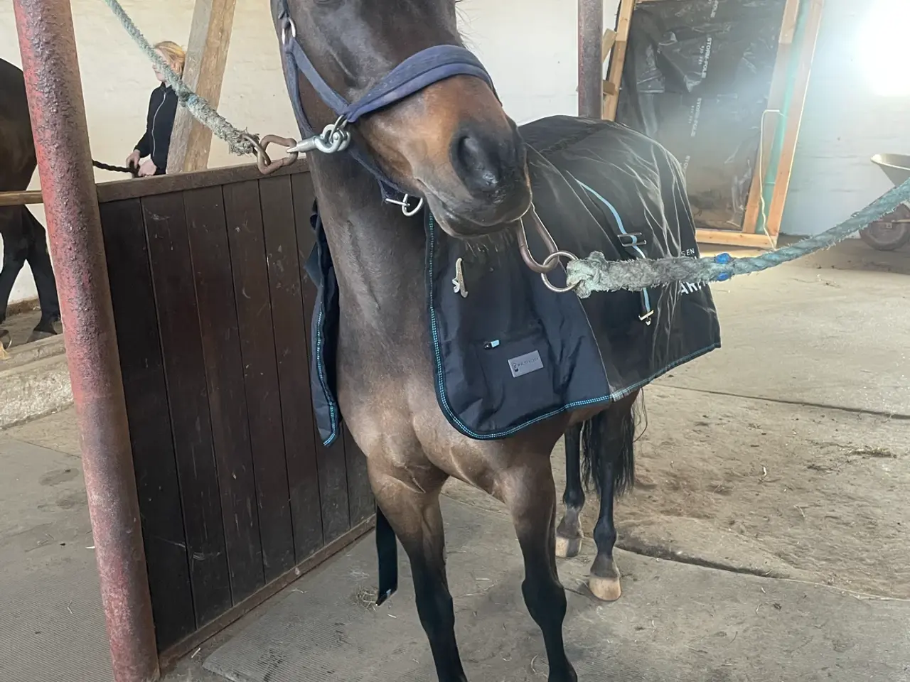 Billede 6 - Smuk Wels pony hoppe