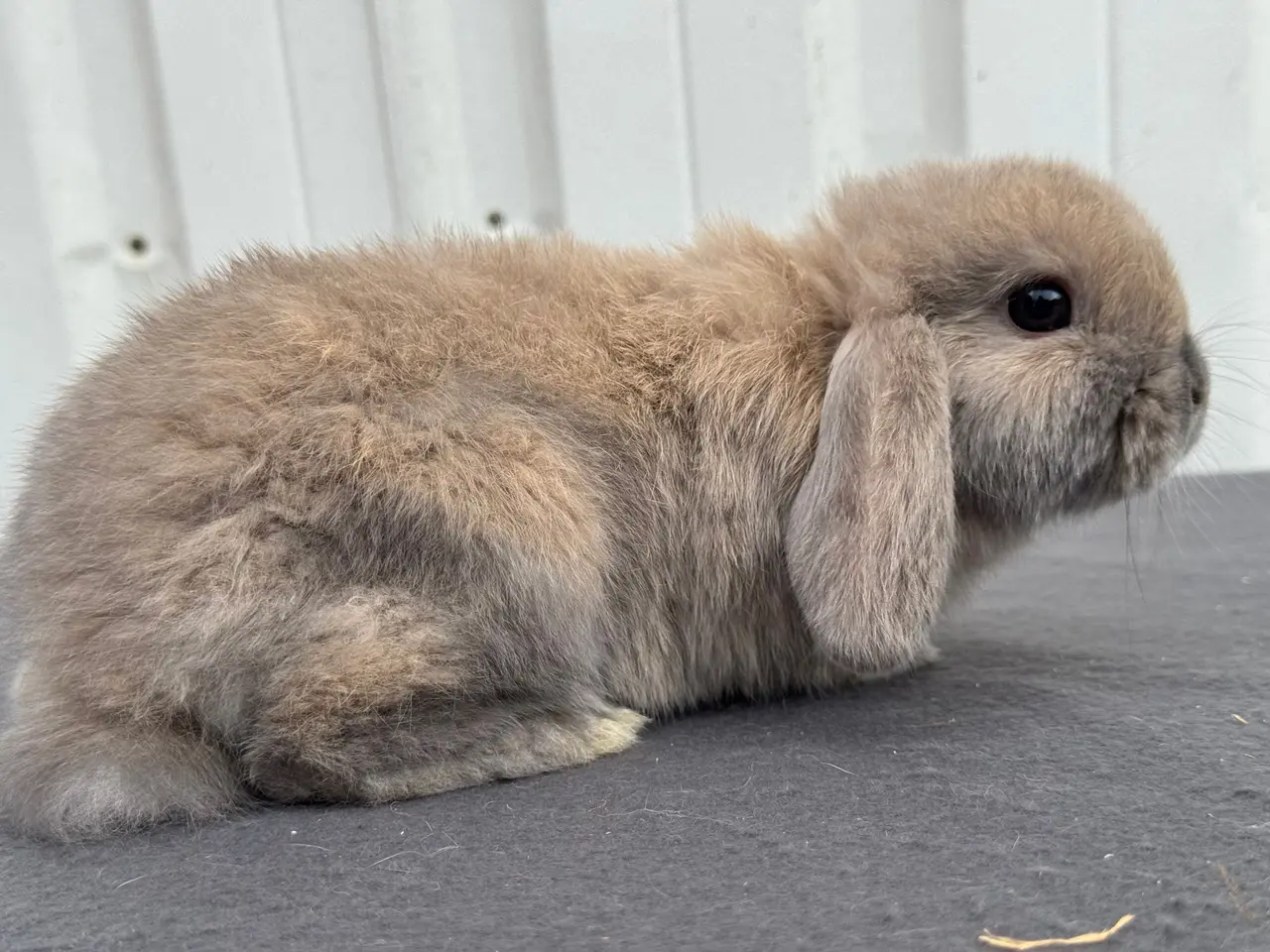 Billede 2 - Mini lops hanner