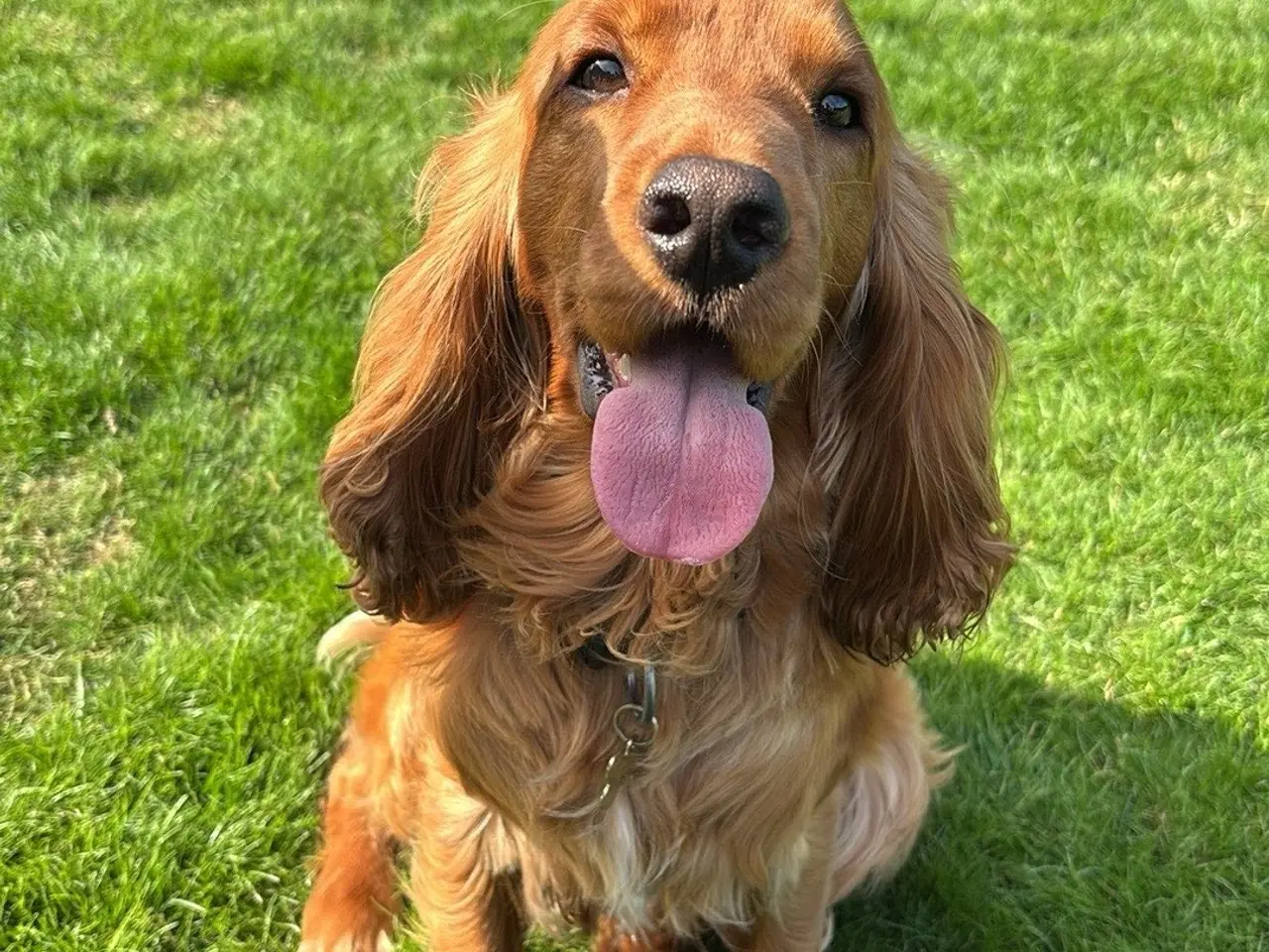 Billede 7 - Cockerspaniel/ cavalier hvalpe 