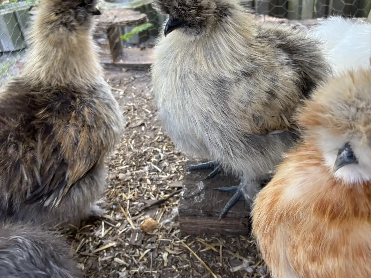 Billede 1 - Silkiehaner / Silkie roosters