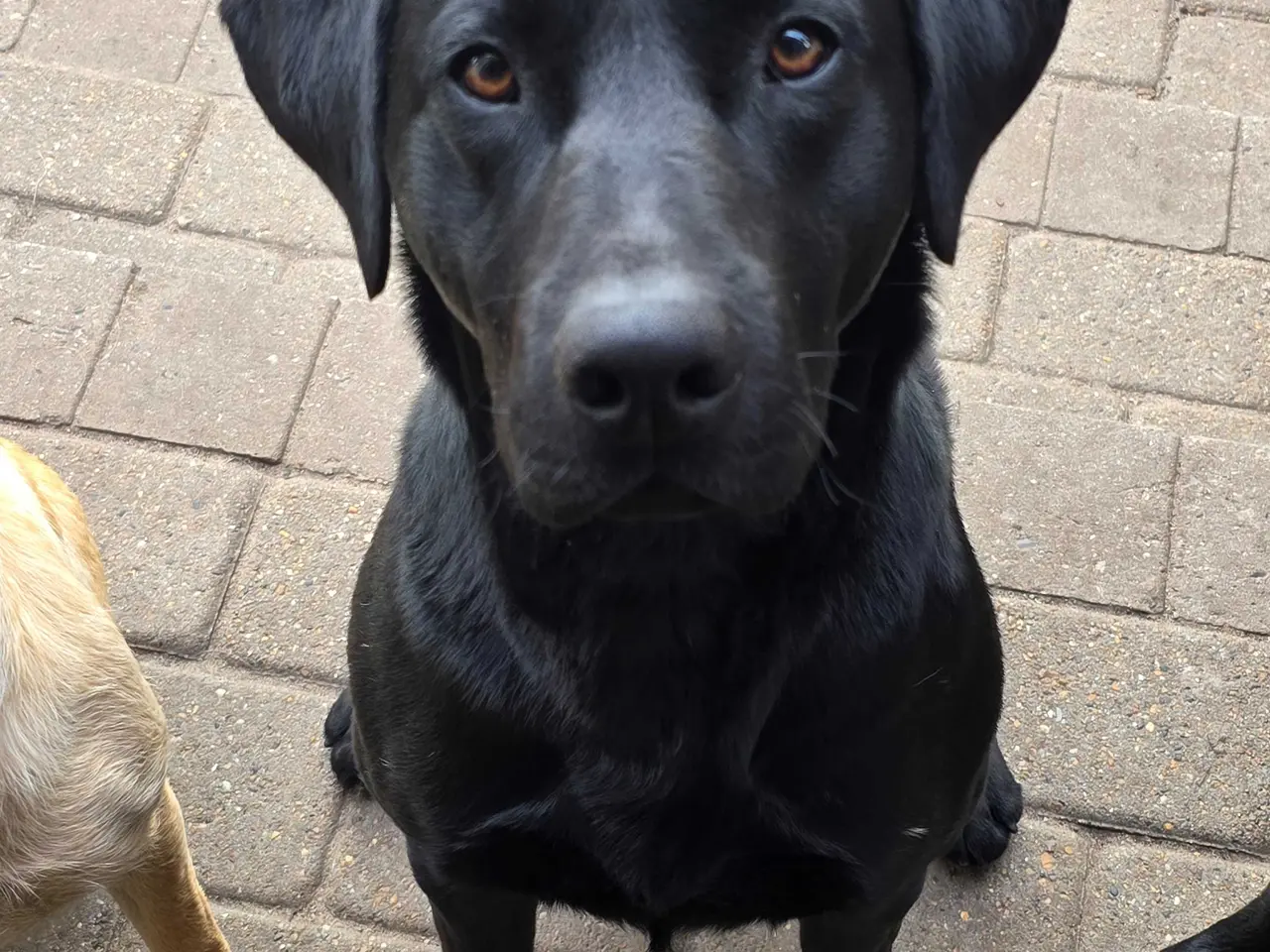 Billede 1 - Parring tilbydes af Labrador Formel 1