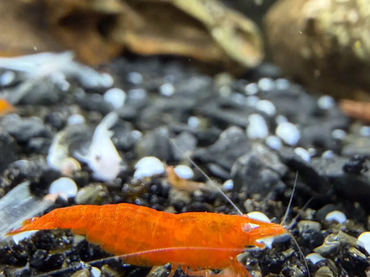 Billede 16 - 🧡 Orange Sakura Shrimp OE / Orange OE Neocaridina