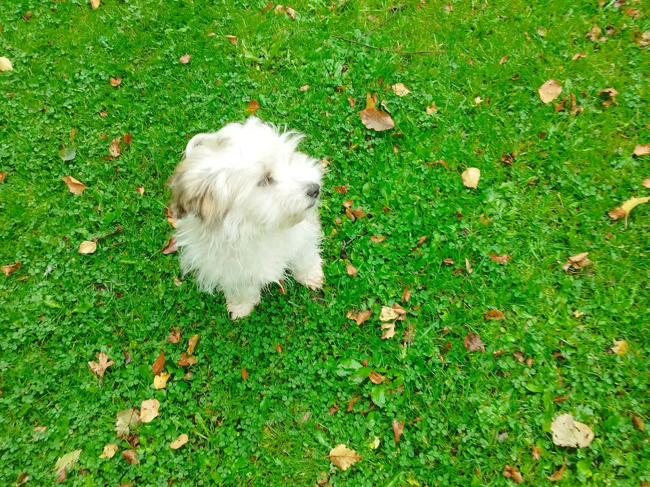 Billede 3 - Havanais/Coton de Tulear