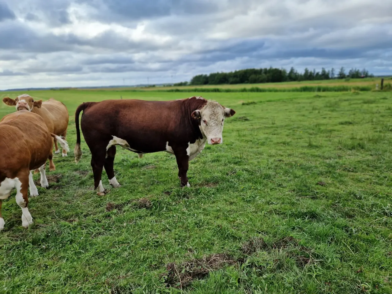 Billede 3 - Hereford tyr