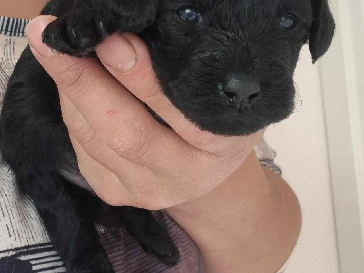Billede 6 - Cavapoo f1b 