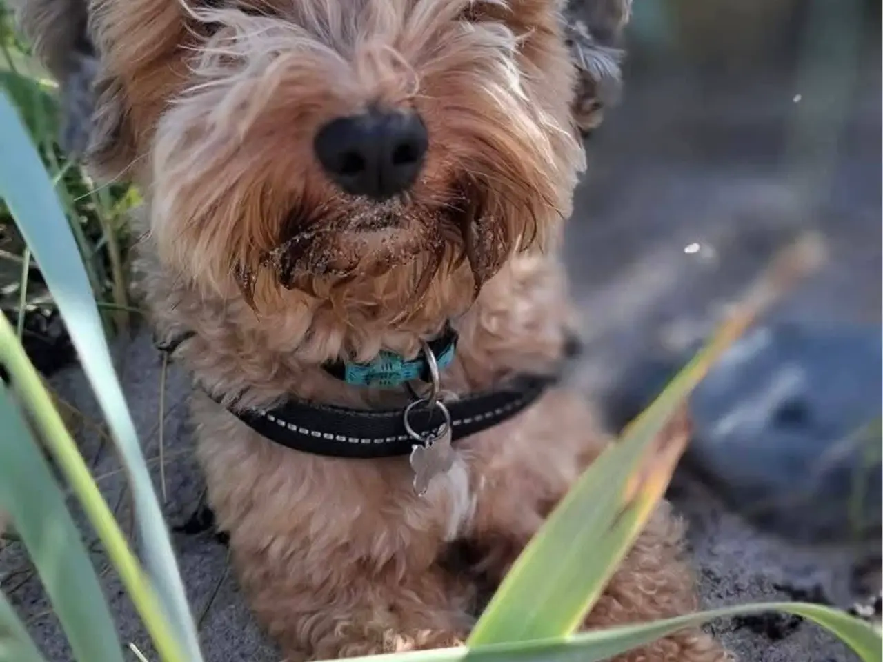Billede 4 - Cavapoo / havapoo