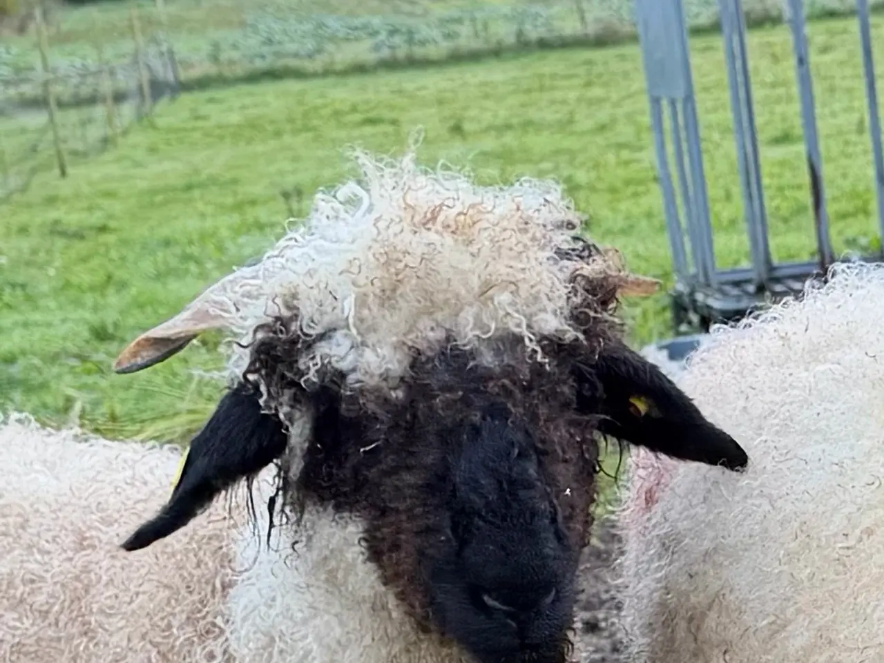 Billede 4 - 2 gimmer lam Valais Blacknose