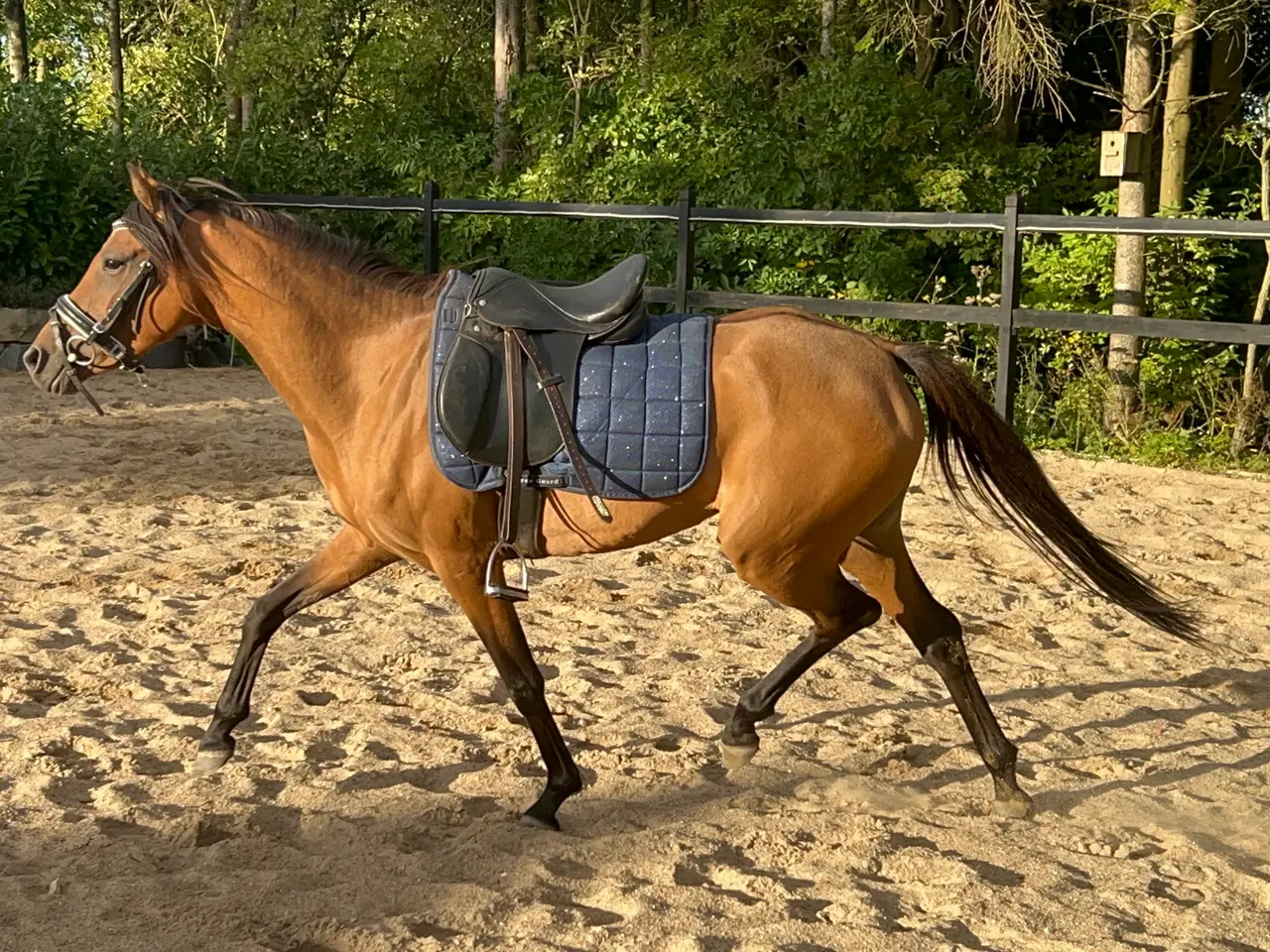 Billede 1 - Pony med gode gangarter