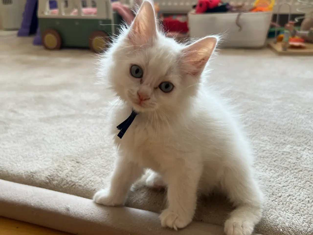 Billede 2 - Ragdoll/maine coon 