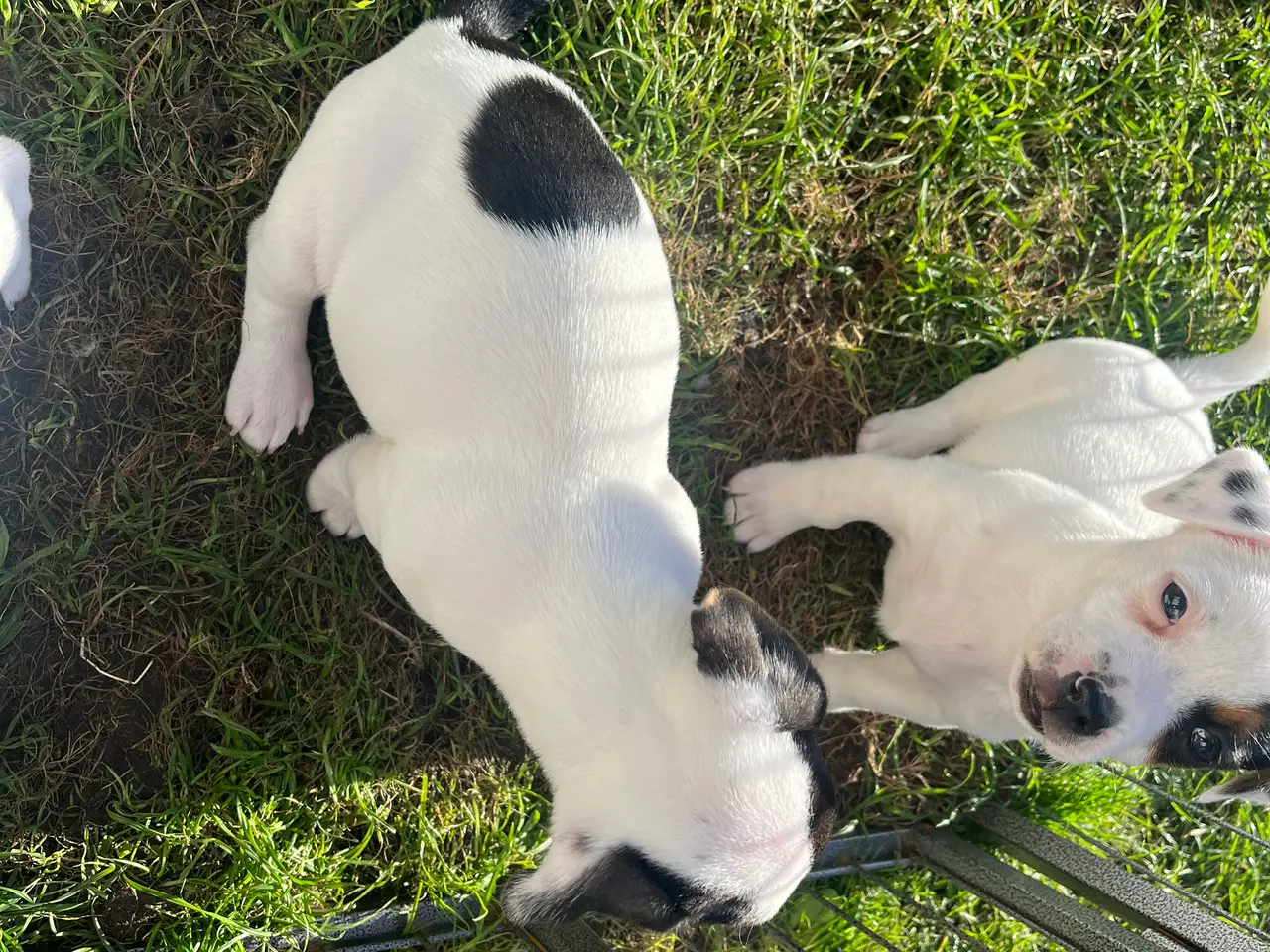 Billede 2 - Jack Russel hvalpe - lavbenede og glathårede