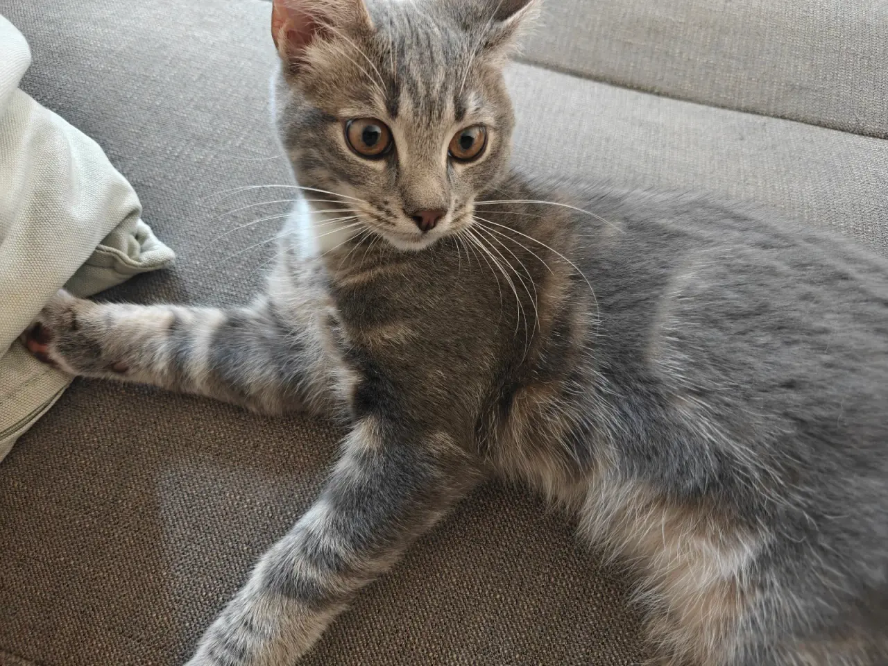 Billede 2 - Kattekilling bortgives