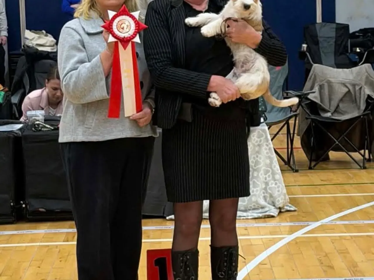 Billede 14 - 7 fine Jack russel hvalpe 🐶