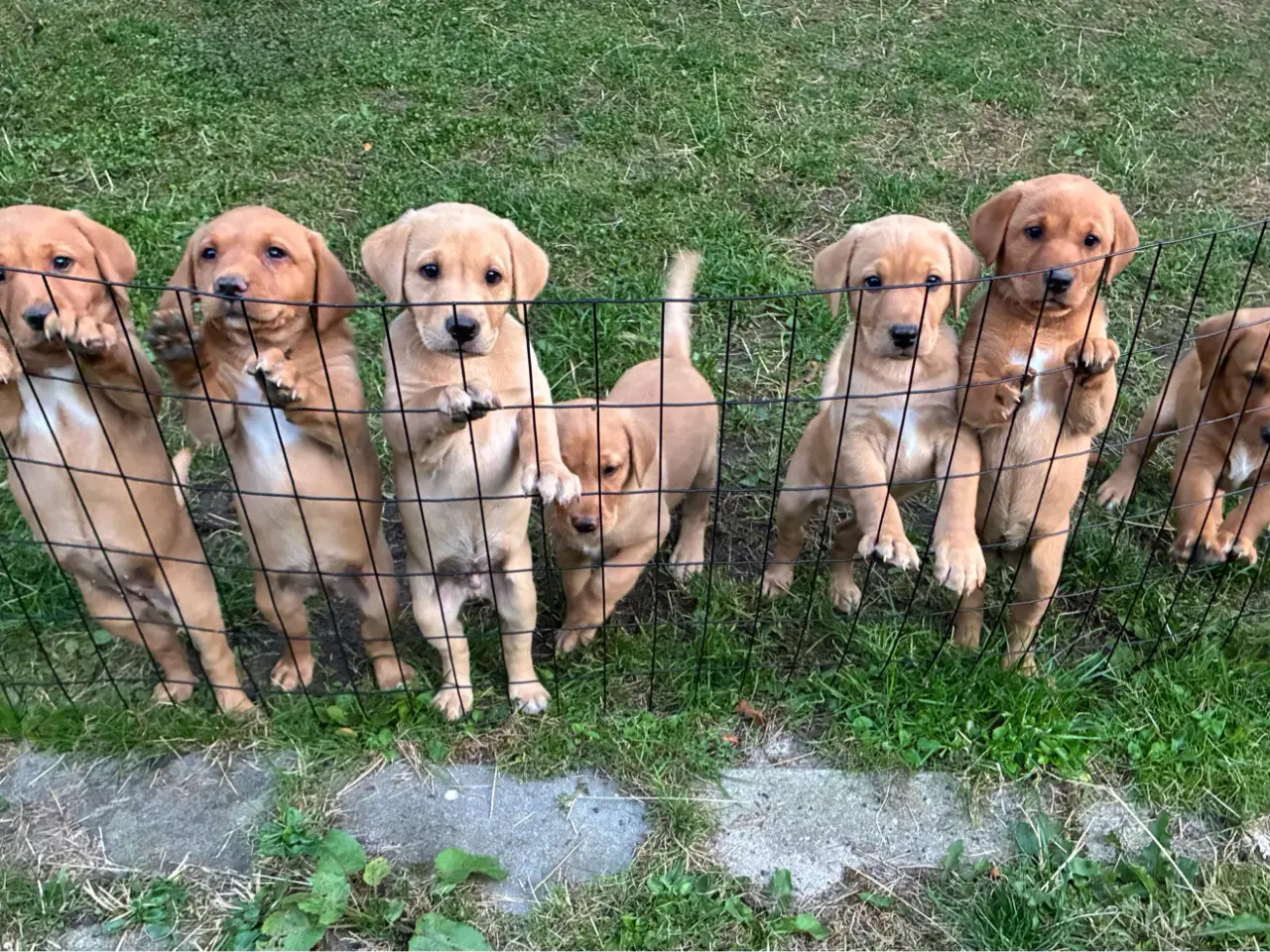 Billede 5 - Albert foxrød labrador søger ny familie