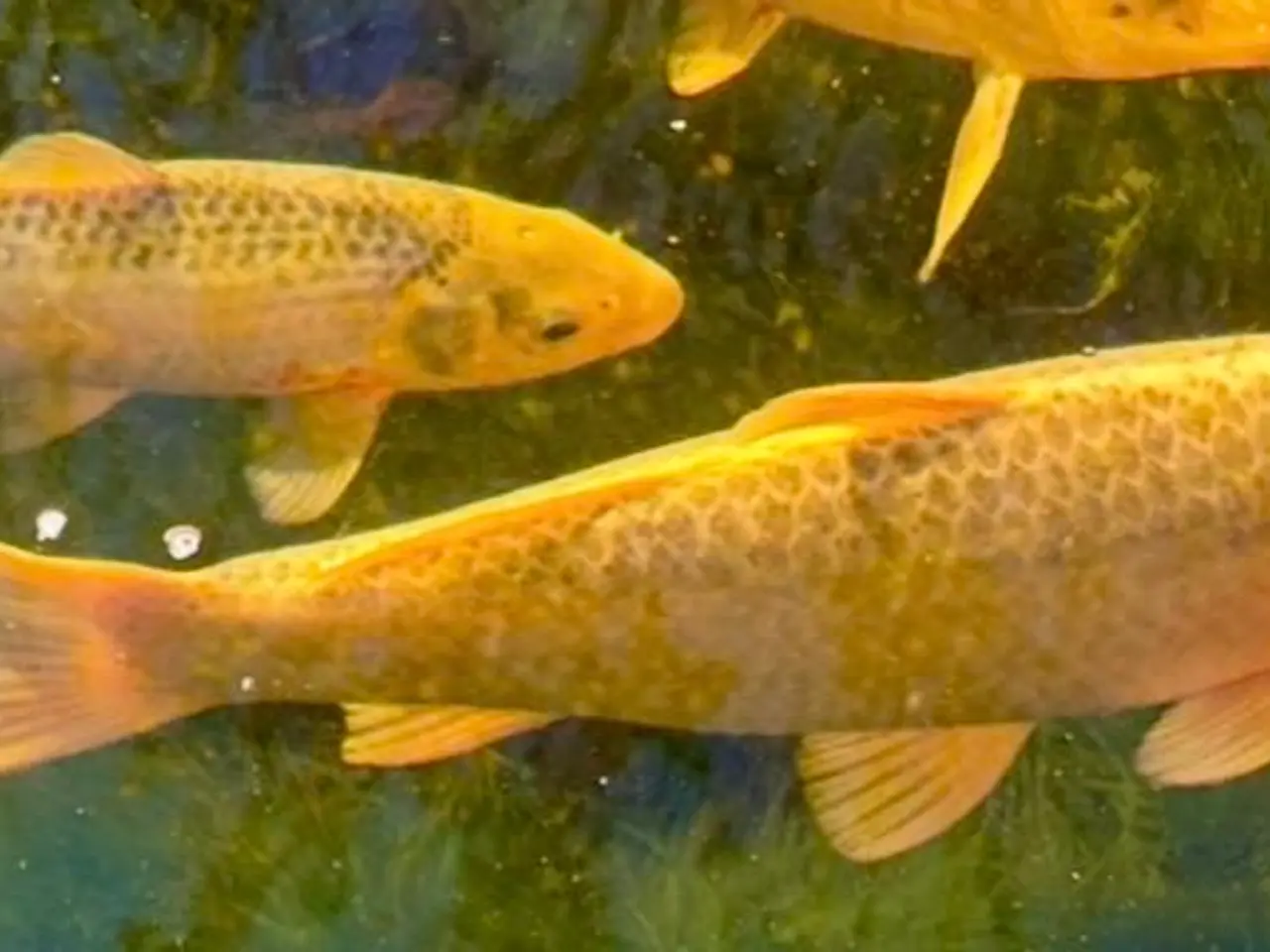Billede 6 - 6 Koi SAMLET