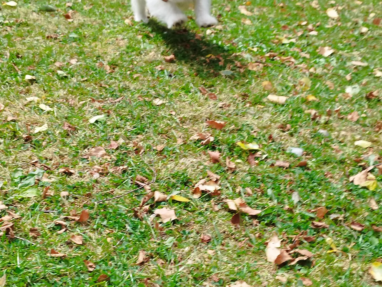 Billede 4 - Malteser/Coton de Tulear hvalpe
