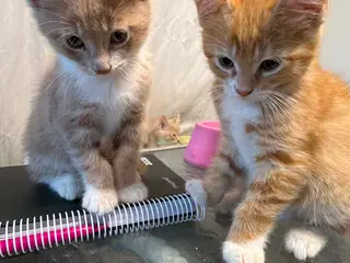 Main coon blandinger