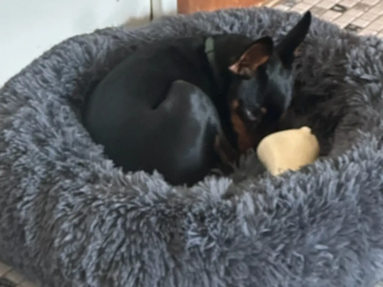 Billede 3 - Sød hund