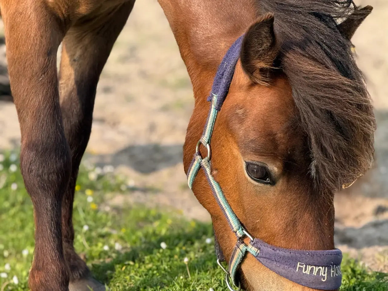 Billede 1 - Pony