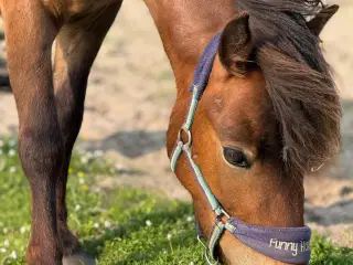 Pony