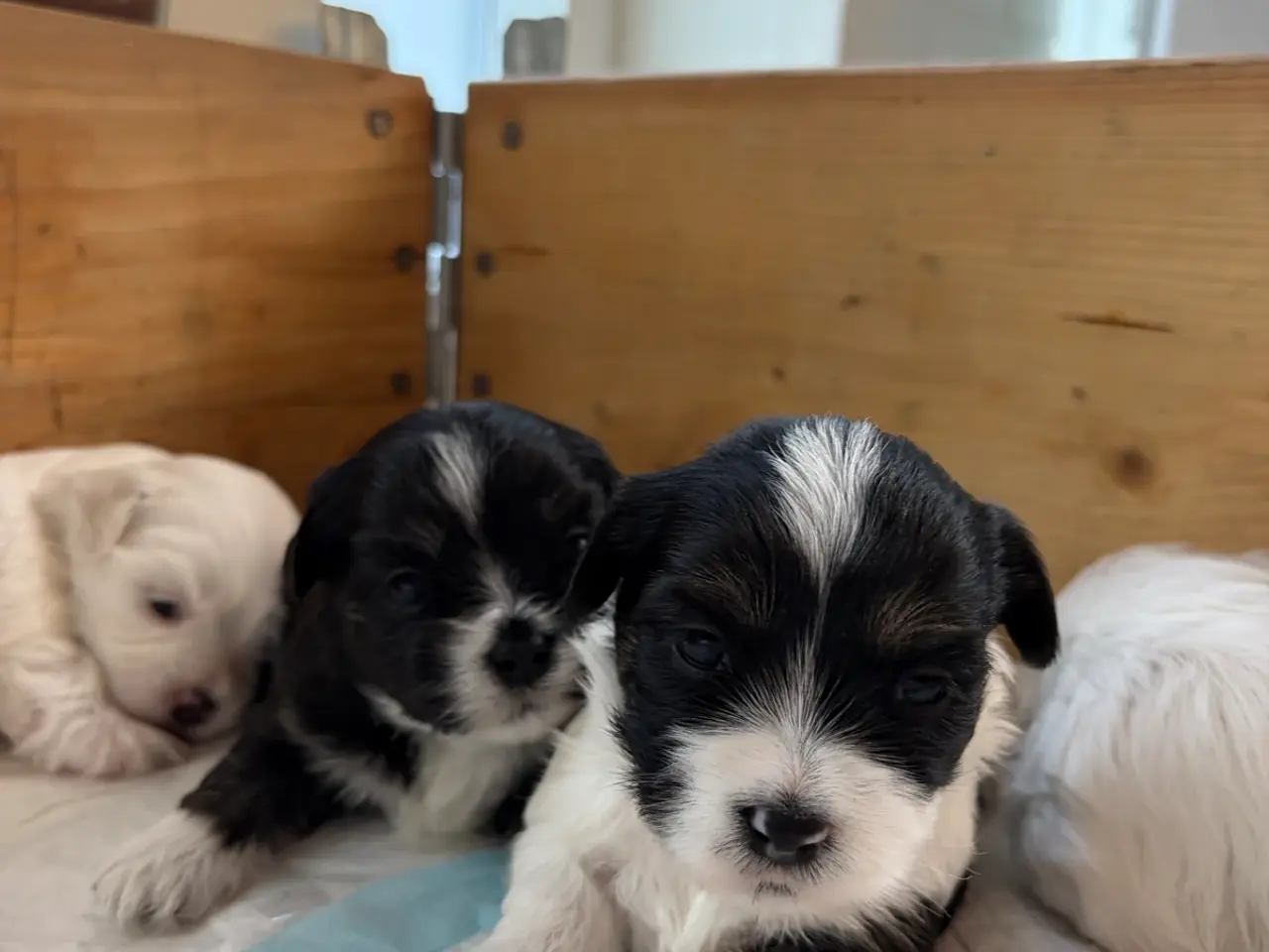 Billede 14 - 5 Søde hundehvalpe