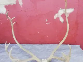 Rensdyrgevir