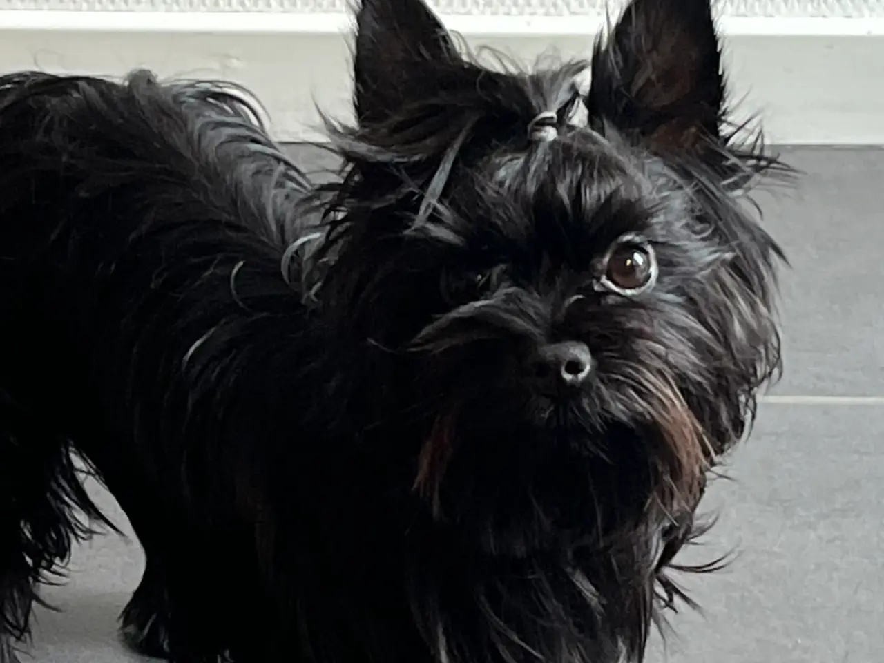 Billede 2 - Smuk Sort Yorkshire Terrier
