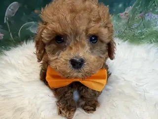 🐾maltipoo miniature juni 🐾
