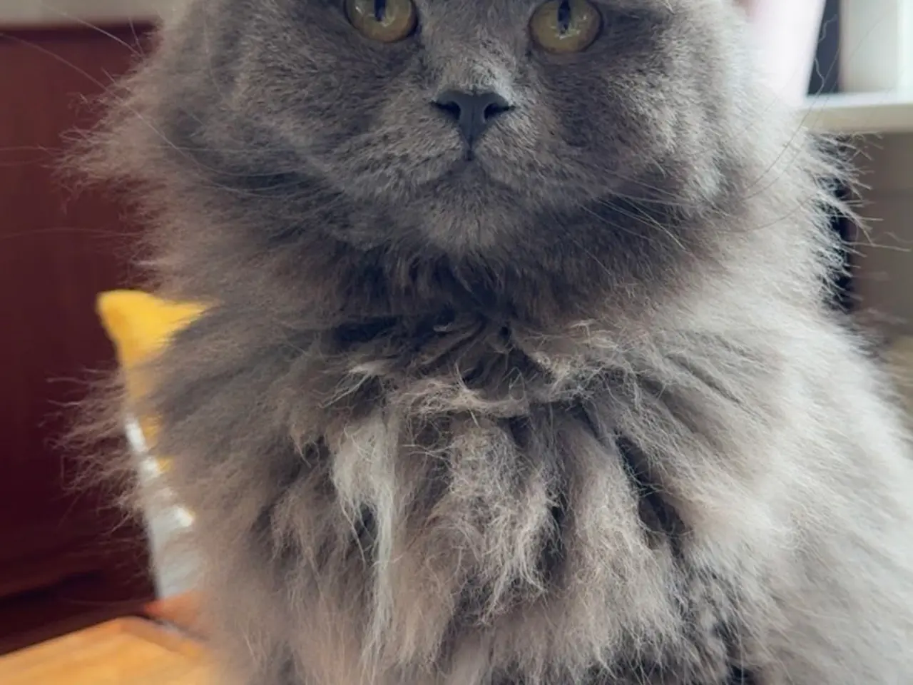 Billede 10 - Dejligste Ragdoll killinger 😻