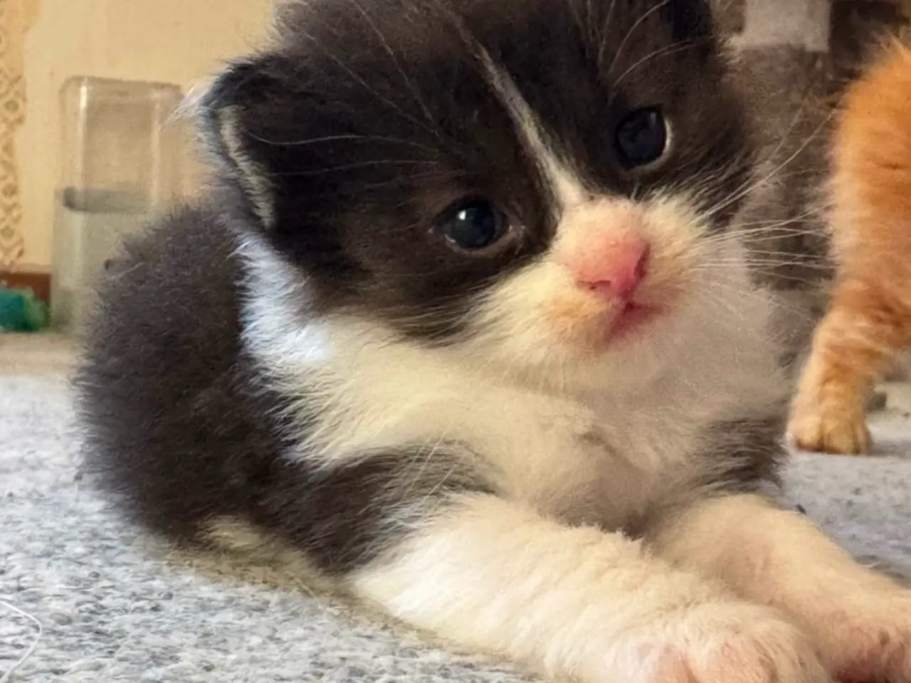 Billede 2 - 🖤Nuttet Maine Coon/Ragdoll hankilling🖤