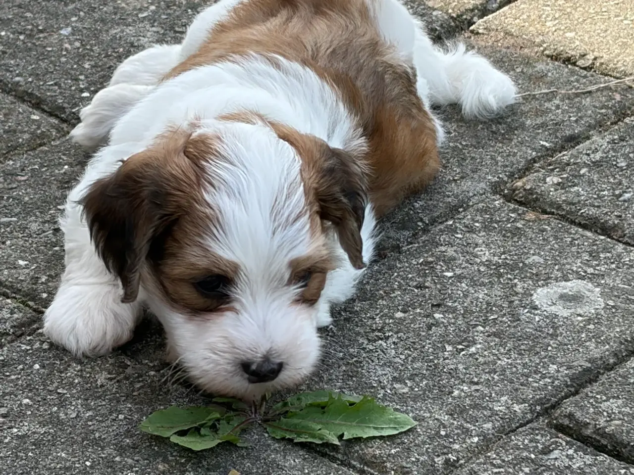 Billede 6 - Bichon Havanaise hvaple