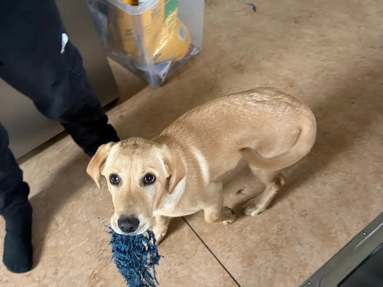 Billede 5 - Labrador hvalp han hund 