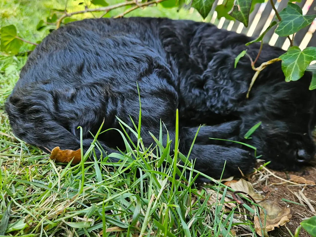Billede 3 - Goldendoodle hvalpe